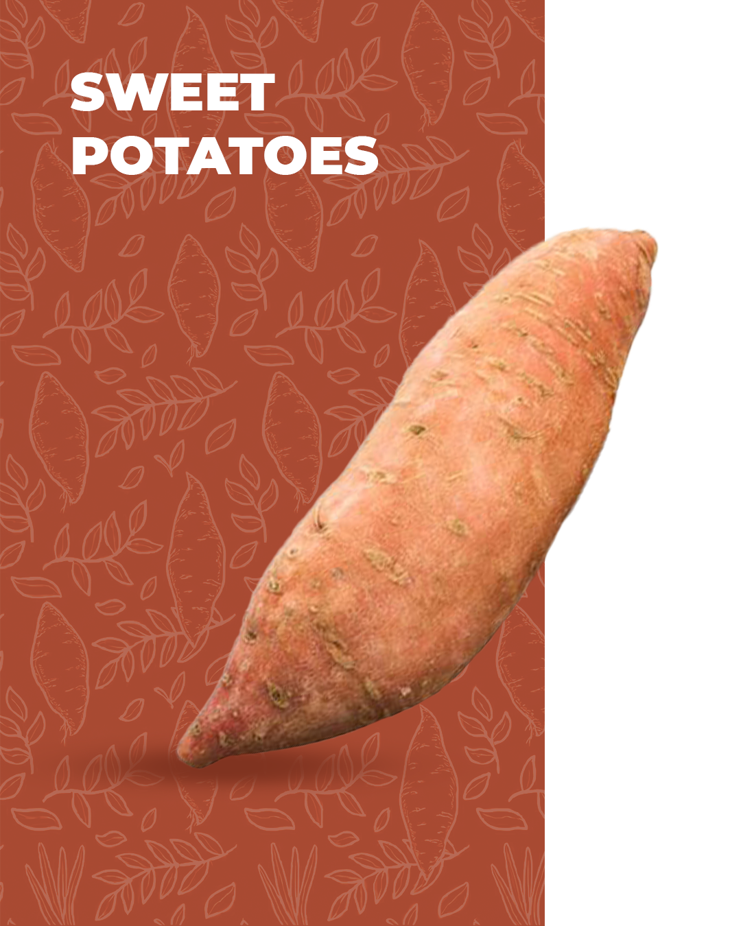 Sweet Potato